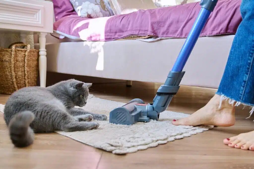 Chat à côté d'un aspirateur balai sans fil sur un tapis