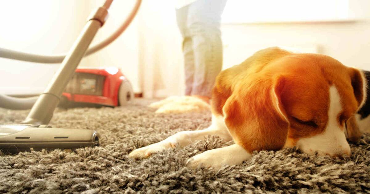 Chien allongé sur un tapis pendant le passage de l'aspirateur